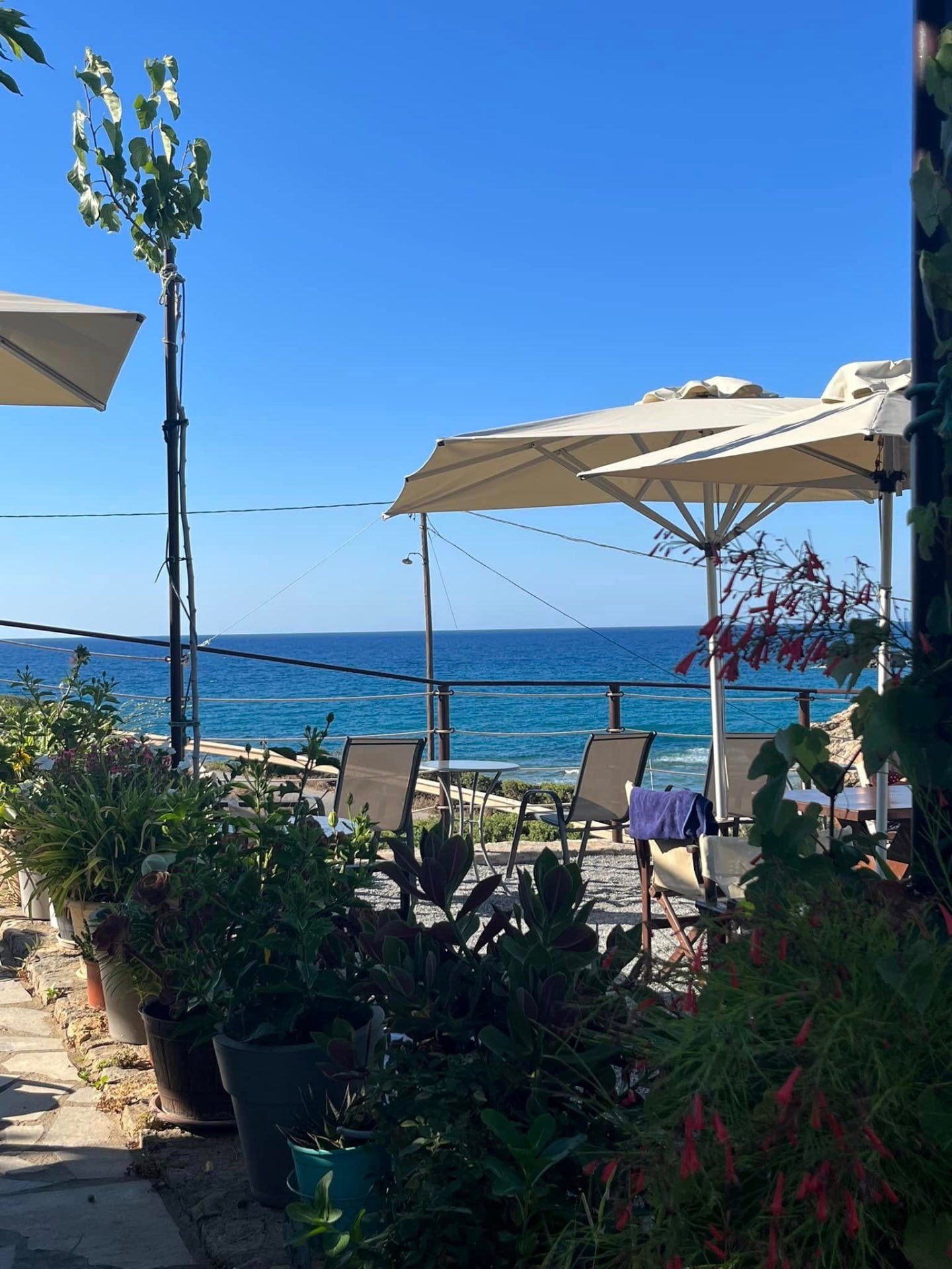 Potted plants, parasols and sea-facing tables on the Gyroscopio terrace